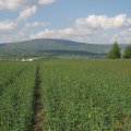 Acker im Vordergrund Kreuzberg im Hintergrund, weiter Flug bis zu dieser Aussenlandung