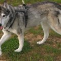 Husky